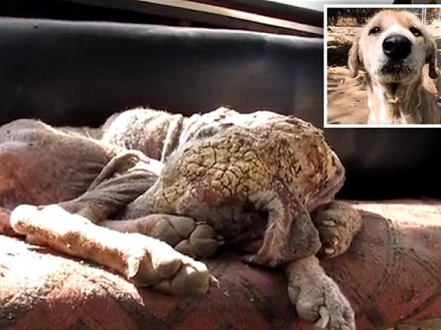 Bạn trẻ - Cuộc sống - Clip: Giải cứu chú chó đáng thương có lông bị "hóa đá"