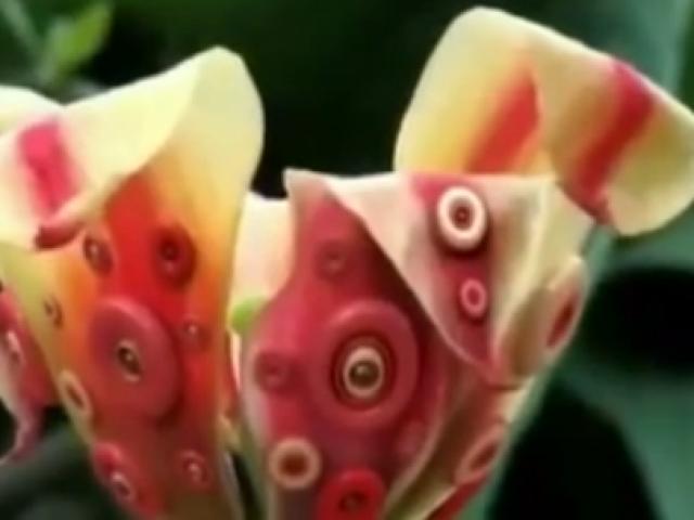 Phi thường - kỳ quặc - Video: Những loài cây có thể cử động và "chớp mắt"
