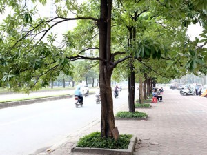 Tin tức trong ngày - &quot;Hà Nội nên di dời bớt cây hoa sữa&quot;