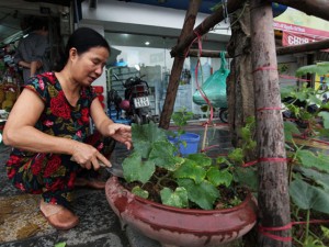 Tin tức trong ngày - Rau sạch &quot;leo&quot; cây vàng tâm trên đường đẹp nhất HN