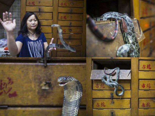 Phi thường - kỳ quặc - Khám phá những cửa hàng rắn truyền thống ở Hồng Kông
