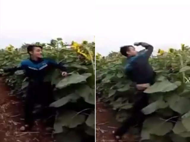 Giới trẻ - Clip: Thanh niên phá hoại đồng hoa hướng dương gây phẫn nộ