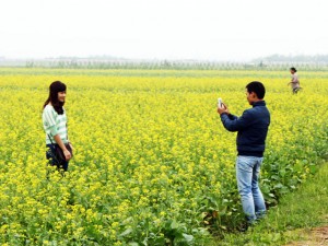 Tin tức trong ngày - &quot;Đồng cải đẹp nhất Việt Nam&quot; vào mùa hoa nở