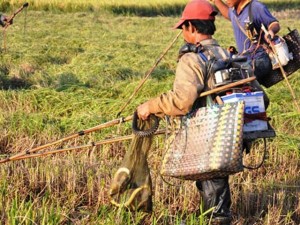 Tin tức trong ngày - Theo chân thợ săn chuột đồng ở Sài Gòn