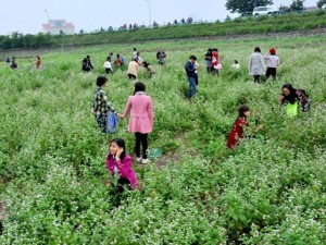 Bạn trẻ - Cuộc sống - Hàng nghìn người giẫm nát hoa tam giác mạch: Chủ vườn lên tiếng