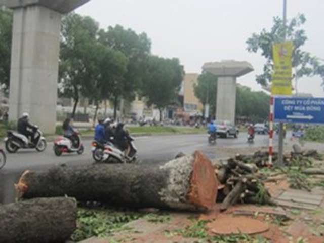 Hà Nội: Chặt 28 cây xanh để thi công đường Vành đai 2