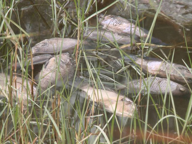 Tin tức trong ngày - Cá chết trắng, dân “kêu cứu” tỉnh, tỉnh chờ Bộ