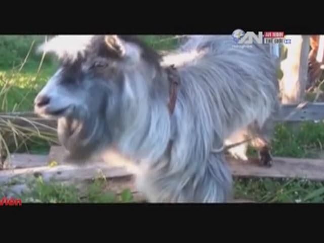 Phi thường - kỳ quặc - Chú dê chơi beatbox gây "bão"