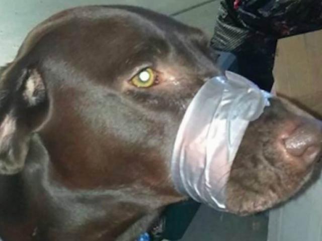 Thế giới - Mỹ: Dùng băng dính dán mõm chó, đối mặt án 150 ngày giam