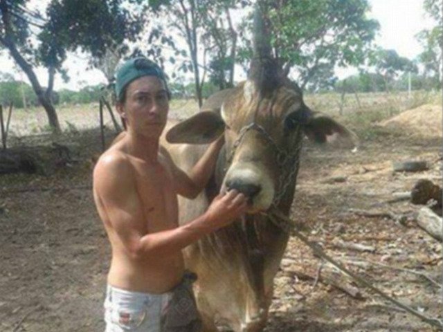 Phi thường - kỳ quặc - Giống bò “một sừng” giống kỳ lân gây xôn xao