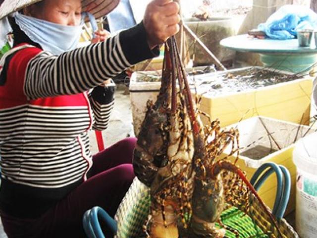 Thị trường - Tiêu dùng - Thương lái Trung Quốc giở trò "ma" với tôm hùm