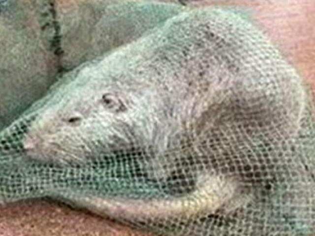 Phi thường - kỳ quặc - TQ: Bắt được chuột "khổng lồ" dài gần 1 mét