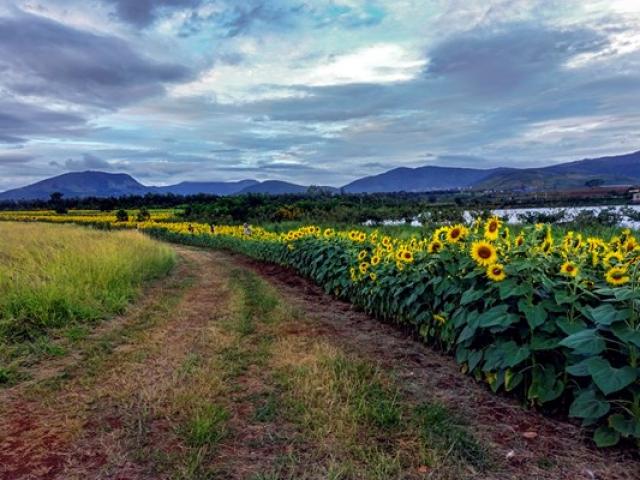 Du lịch - "Tan chảy" trước vẻ đẹp hoàng hôn Đà Lạt