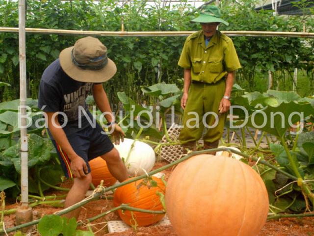 Tin tức trong ngày - Chiêm ngưỡng bí ngô khổng lồ tại Đà Lạt