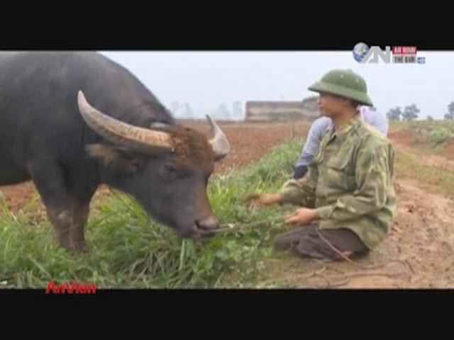 Tin tức trong ngày - Chuyện ly kỳ về con trâu có trái tim "người"