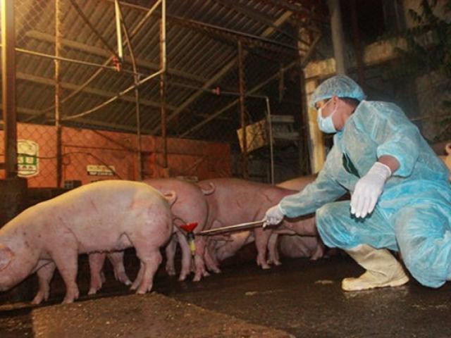 Tin tức trong ngày - Hà Nội che giấu thông tin dùng chất cấm nuôi lợn?