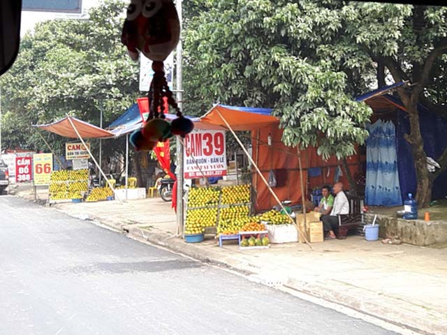 Thị trường - Tiêu dùng - Loại cam cho thu nhập tiền tỷ đang bị mạo danh?