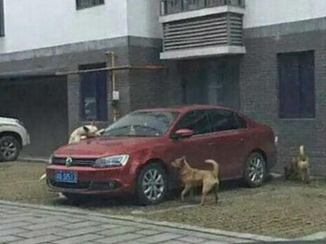 Thế giới - TQ: Chó hoang "trả thù" người sau khi bị đá