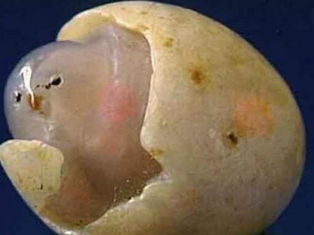 Chuyện lạ - 10 hòn đá kỳ dị có giá cao "ngất trời" ở Trung Quốc