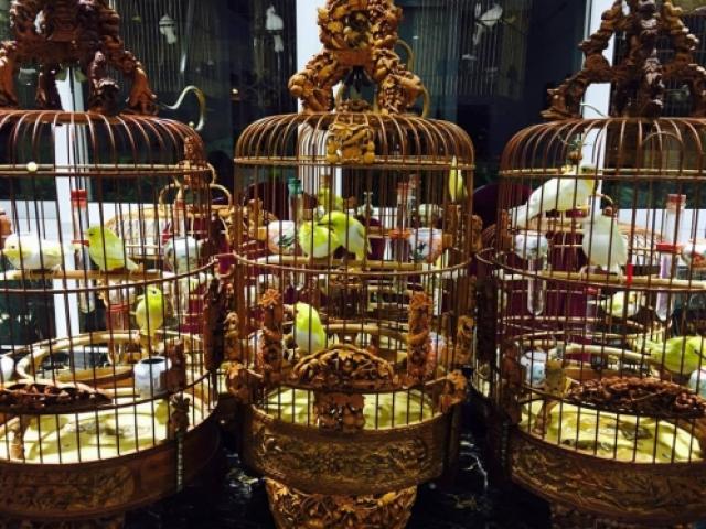 Thị trường - Tiêu dùng - Chim trăm triệu của "vua chim màu" khiến dân chơi "điên đảo"