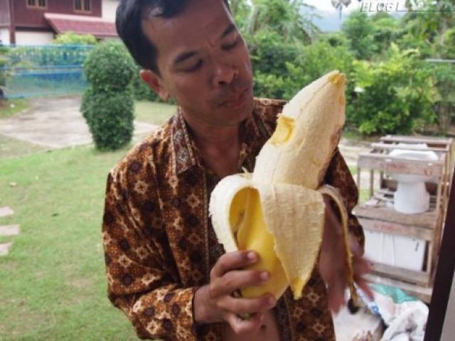 Chuyện lạ - Choáng với giống chuối khổng lồ cực hiếm