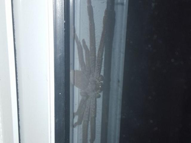 Phi thường - kỳ quặc - Phát hiện nhện săn khổng lồ nấp ngoài cửa nhà dân