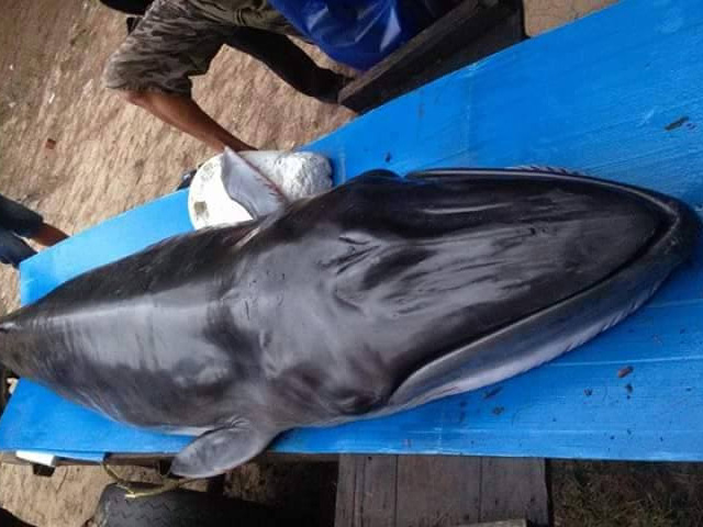 Tin tức trong ngày - Cá Ông 300 kg dạt bờ, hàng ngàn người dân sờ "lấy hên"