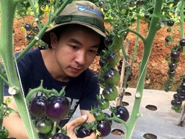 Bạn trẻ - Cuộc sống - Vườn cà chua đen trĩu quả của chàng cử nhân 9X