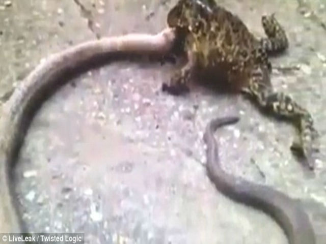 Phi thường - kỳ quặc - Kinh ngạc với chú cóc nuốt chửng rắn dài gần một mét