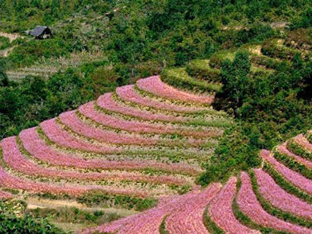 Tết Dương lịch: Tour đi ngắm hoa tam giác mạch hút khách