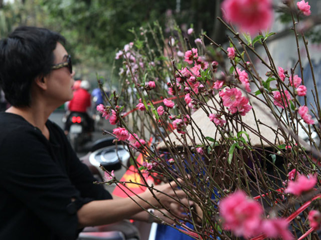 Tin tức trong ngày - Hà Nội: Đào Nhật Tân xuống phố sớm đón Tết Dương lịch