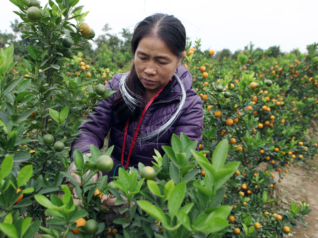 Tin tức trong ngày - Ảnh: Quất Tứ Liên chuyển vàng, sẵn sàng đón Tết