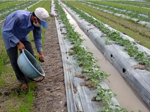 Thị trường - Tiêu dùng - TQ thuê hàng trăm hecta trồng dưa hấu ở Lào, Campuchia