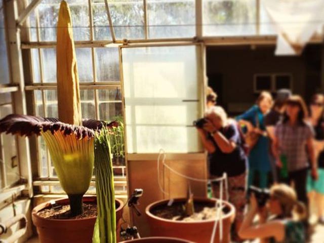 Thế giới - Hoa tử thi khổng lồ, cao 2m gây sốt ở Úc