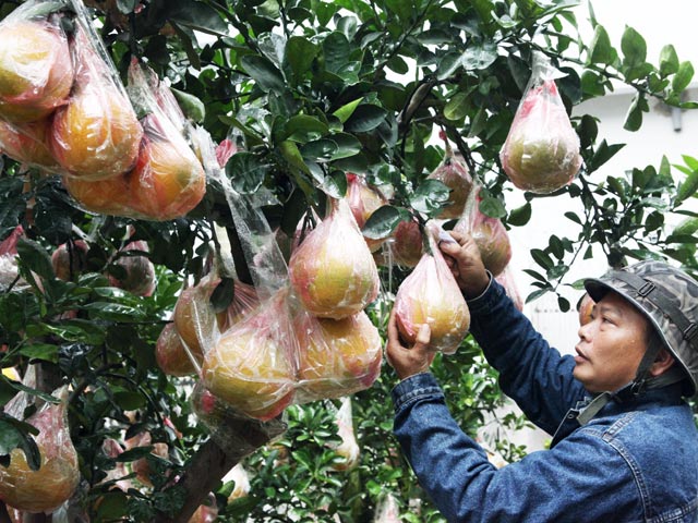 Giá cả hàng hóa - Ngắm vườn bưởi cảnh "độc nhất miền Bắc"
