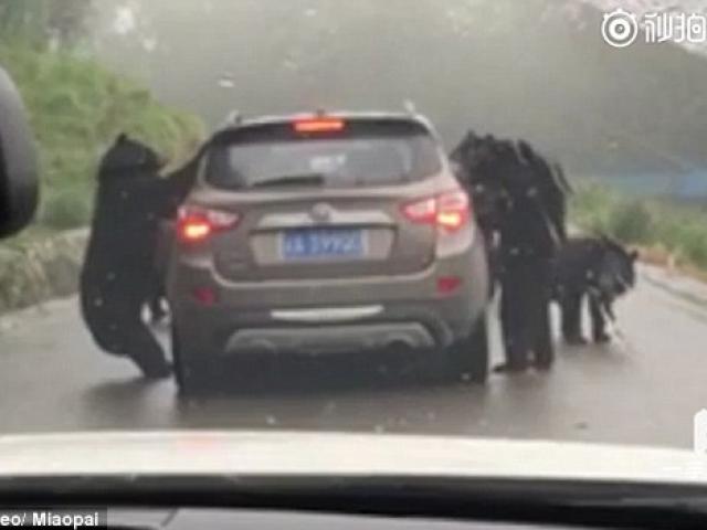 Thế giới - 4 gấu đen lực lưỡng đứng thẳng chặn xe du khách ở TQ