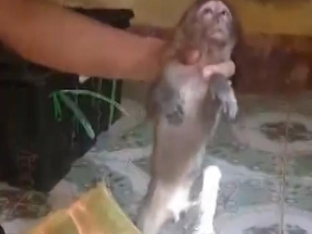 Tin tức trong ngày - Mở "sọt chở gà", thấy 8 cá thể khỉ còn sống trên xe khách