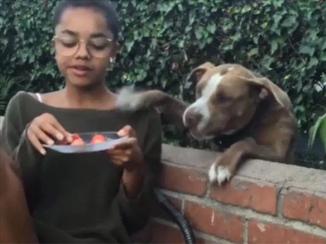 Bạn trẻ - Cuộc sống - Thích thú xem clip phản ứng của thú cưng khi đói