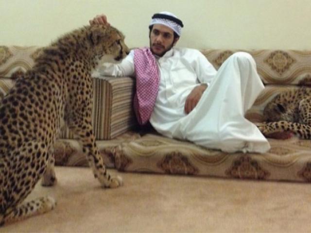 Giới siêu giàu Ả Rập khoe đẳng cấp, báo săn chết hàng loạt
