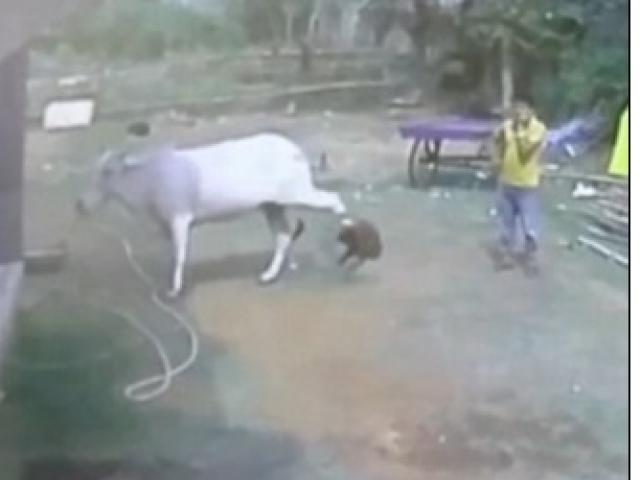 Phi thường - kỳ quặc - Dại dột sờ chân bò, bé trai bị đá hậu bay xa cả mét