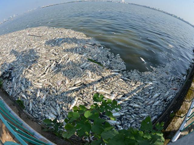 Cá chết ở Hồ Tây: Dân bịt mũi, quán đóng cửa vì mùi hôi thối