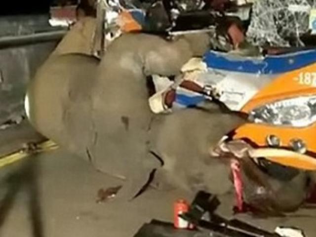 Thế giới - Thái Lan: Xe bus đấu đầu voi sổng chuồng, kết cục bi thảm