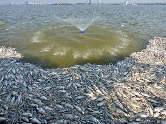 Tin tức trong ngày - Lắp máy sục khí tạo ôxy, cá Hồ Tây vẫn chết hàng loạt