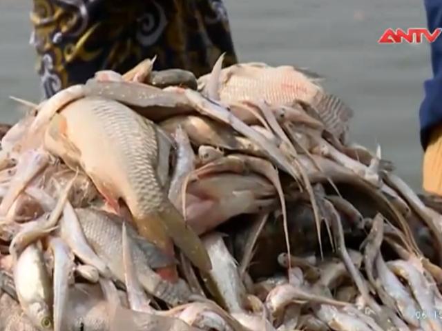Video An ninh - Hà Nội làm gì sau sự cố cá chết trắng Hồ Tây?