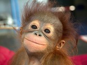 Tranh vui - Loài vật cười khác loài người như thế nào!