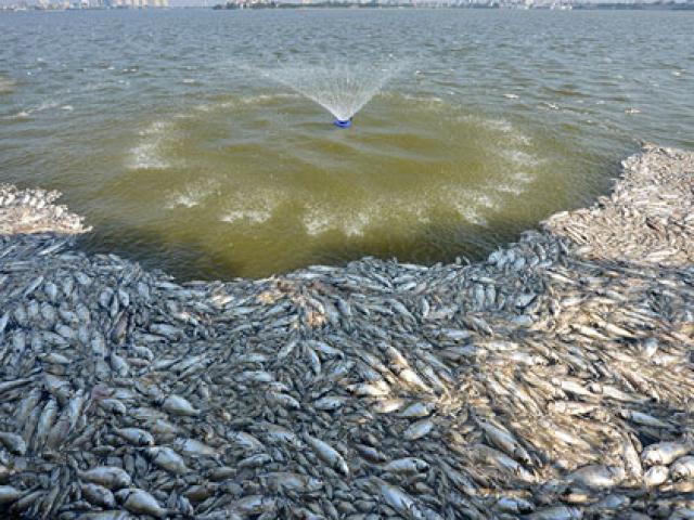 Hơn 60 tấn cá chết ở Hồ Tây sẽ đi đâu?