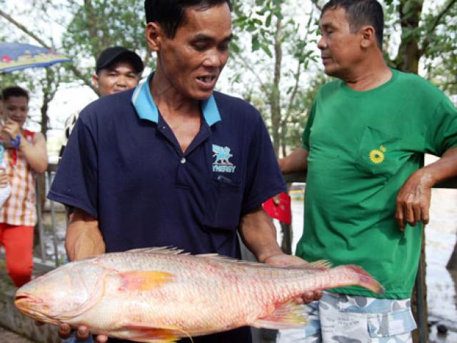 Ngư dân bắt được con cá toàn thân vàng óng quý hiếm