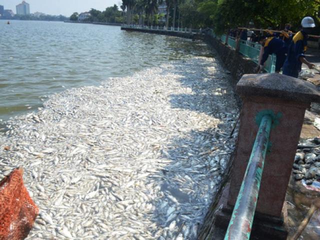 Tin tức trong ngày - Phó Thủ tướng giao Bộ Công an vào cuộc vụ cá chết ở Hồ Tây