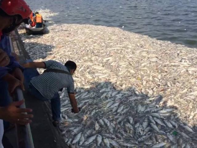 Tin tức trong ngày - Cá Hồ Tây chết hàng loạt: Xác định có 24 cửa xả xuống hồ