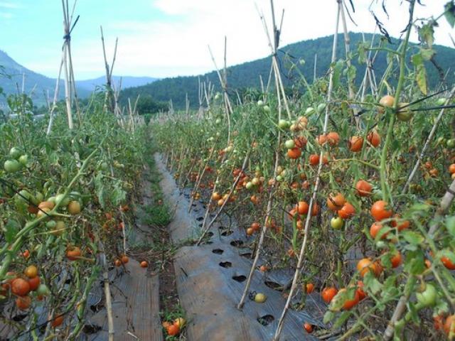 Thị trường - Tiêu dùng - Giá cà chua tăng kỷ lục vì dịch bệnh hoành hành